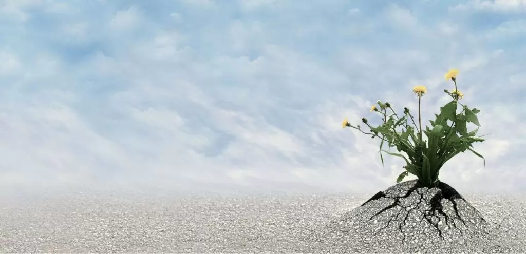 Brandheart Resilience Wellbeing and Change